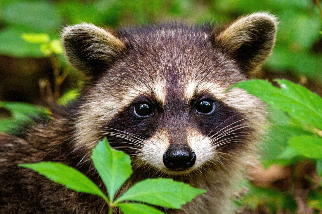 How Remote Monitoring Reduces Trap Checks and Saves Time