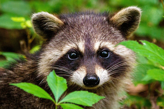 How Remote Monitoring Reduces Trap Checks and Saves Time