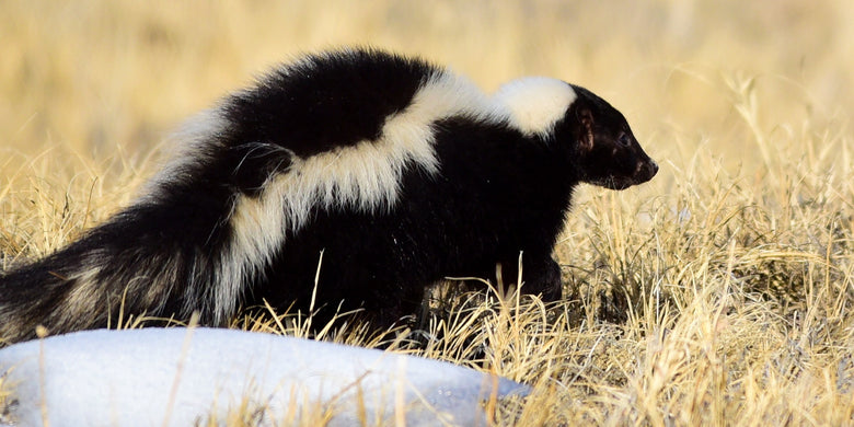 Striped skunk walking through dry grass
