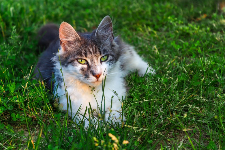 Stray cat resting in grass