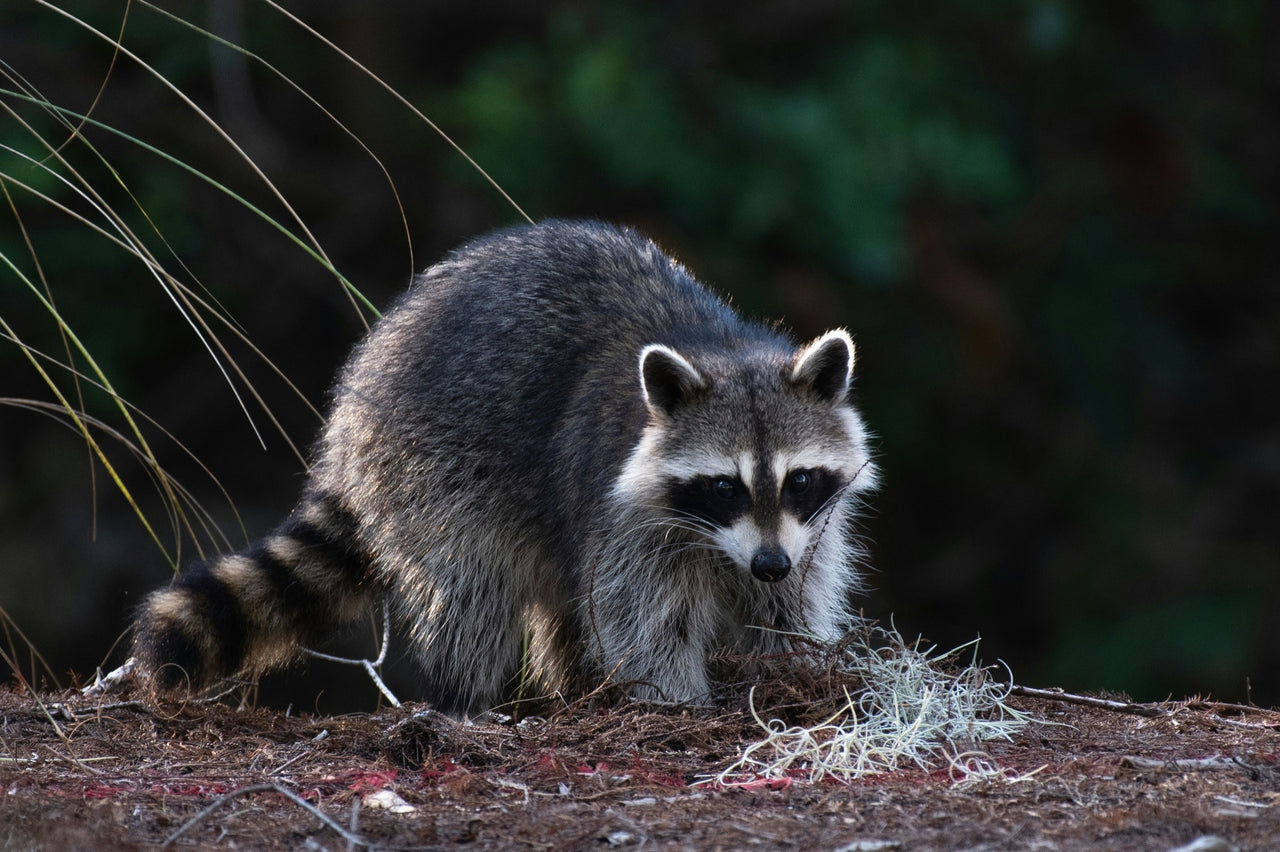 Raccoon in the field at dusk