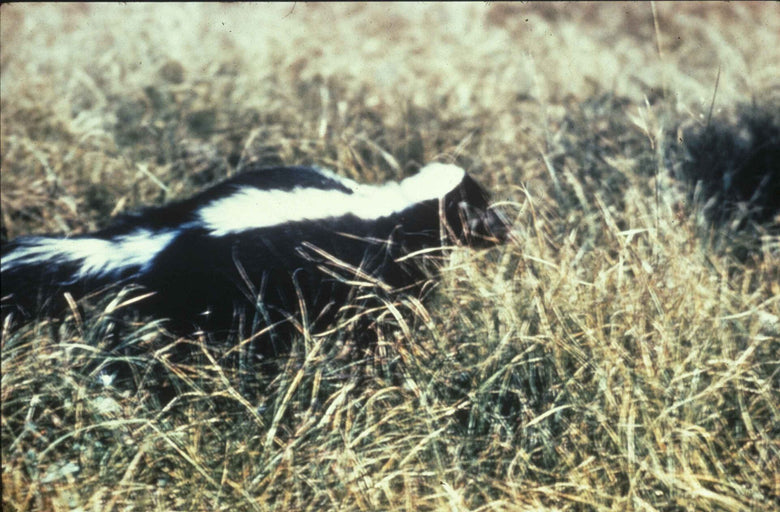 Striped skunk moving through dry grass